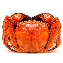 【活蟹】蟹满堂大闸蟹 精品六月黄  现捕现发 海鲜水产礼盒装 2.0两-2.3两 8只装 六月黄