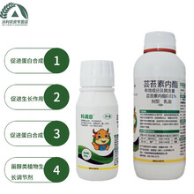 沃德伊诺 28表芸苔素内酯叶面肥植物生长调节剂云苔素内脂 100ml