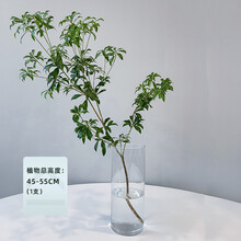 公鹤（MaleCrane）日本马醉木吊钟鲜切枝进口鲜花水培植物 马醉木  45-55cm (1支) 不含盆