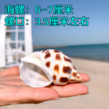 寄居蟹替换壳天然海螺贝壳卷贝鱼寄居蟹备用替换专用壳鱼缸造景摆件水族箱装饰梦雷宠 东风螺  6-7厘米【大型鱼蟹用】