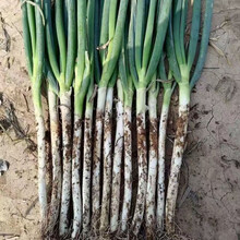 超值10斤大葱批发山东铁杆大葱新鲜蔬菜生吃香葱绿葱3斤5斤 【带皮】去半叶【精选装】净重3斤