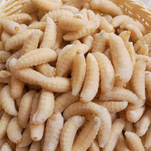 新鲜活体蜂蛹蜂虫马蜂胡蜂地蜂虎头蜂野味活蜂蛹1斤顺丰 1级精选蜂蛹-大个