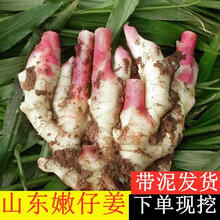 生姜新鲜嫩姜沙姜食用糖醋仔姜鲜嫩红芽大姜批发 【脆嫩无丝嫩姜】 出口红芽嫩姜净重2斤装