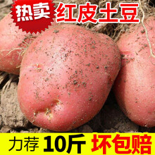 马铃薯新鲜红皮黄心土豆10斤农家自种蔬菜 5斤精选