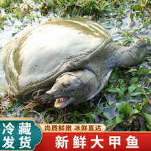 【冷藏发货】公雄大甲鱼鲜活活体食用团鱼鲜活王八中华鳖批发营养老鳖 米金船卡 整箱3斤装(内2只))