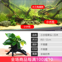 异景园鱼缸水草植物活体真草造景莫斯懒人增氧淡水榕沉木爬地趴地矮珍珠 小水榕(单头沉木)
