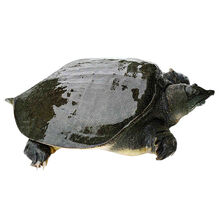 鲜美惊 甲鱼外塘大甲鱼活体生态王八中华鳖老鳖苗团鱼 外塘稻田青黄皮2斤【】