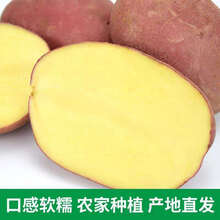 红皮土豆新鲜现挖5斤10斤选洋芋马铃薯蔬菜大土豆单果 精选 5斤小果红皮黄心