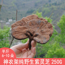 神农架野生紫灵芝干货250g黑灵芝整枝新鲜林芝切片打粉泡茶水