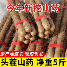 【新鲜现挖】正宗铁棍山药怀山小白嘴垆土铁杆山药新鲜蔬菜粉糯香甜 铁棍山药5斤装
