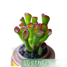 老庄多肉植物书目 老庄多肉植物作品 京东图书 老庄多肉植物书目 老庄多肉植物作品 京东图书