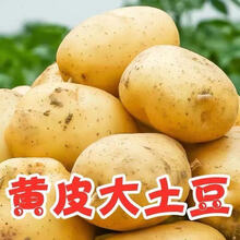 【超低价】新鲜黄心土豆批发大马铃薯小土豆现挖现发蔬菜5/10斤 10斤中果