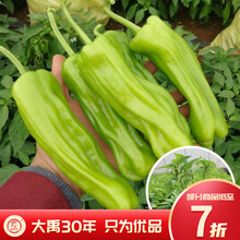 大禹 辣椒苗大全盆栽苗子秧苗小米椒七彩椒菜椒螺丝椒特辣朝天椒苗带土发货春季菜苗蔬菜种苗大全 薄皮辣椒苗（泡椒）6棵