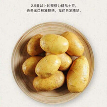 甘肃沙漠爆皮板栗马铃薯 新鲜农家现挖小土豆小洋芋营养好吃蔬菜 10斤 迷你小土豆【鸽子蛋大小】