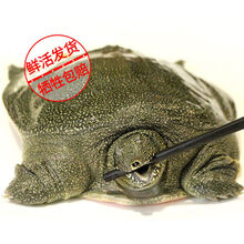 【微山湖野养甲鱼】现杀外塘野养甲鱼生态老鳖 王八真空包装 外塘散养甲鱼(青黄背)活体 【顺丰】2.5斤现杀真空包装