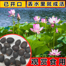 碗莲大型荷花种子池塘水养荷花四季莲藕室外盆栽莲花花籽观赏碗莲种籽 荷花种子混装30粒+肥料