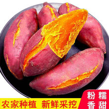 新鲜沙地西瓜红心红薯5/9斤黄心板栗番薯香甜薯新鲜蔬菜 净重5斤【大果】