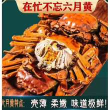 活鲜【冷链运输】大闸蟹鲜活 六月黄螃蟹公母蟹缺重包赔 礼盒装黎麦跃堡 (2.5-2.0两)10只