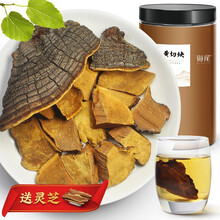 海尾 正宗西藏桑黄250g+加灵芝50克 桑黄切块 野生桑黄 桑黄菌桑黄灵芝整枝桑黄茶