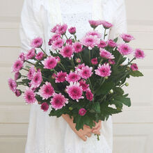 鲜花直发小雏菊鲜花束鲜花速递教师节小花束鲜花 玫红10枝