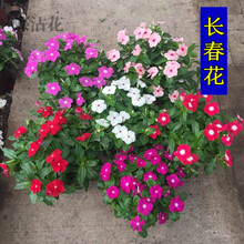 蝶沾花 多年生四季种易活花种子长春花耐热花籽宿根花卉种子日日春雁头红月月开种籽室内庭院绿化盆栽花卉 混色长春花种子 2克