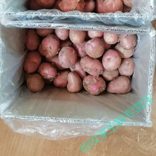 云南现挖新鲜洋芋红皮黄心小土豆高原白皮黄心马铃薯蔬菜5斤/12斤 带箱5斤 现挖迷你小土豆