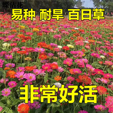 蝶沾花 花种子四季种易活百日草室外花籽种子夏季耐热耐旱花卉种子百日菊户外庭院阳台盆栽花种绿化花草种子 百日草 粉色 2千粒