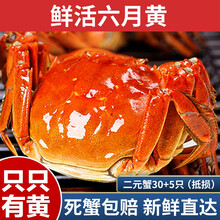【活蟹】蟹家长鲜活小螃蟹六月黄 螃蟹鲜活 公蟹母蟹新鲜河蟹 六月黄二元蟹30+5只
