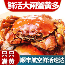 【活蟹】蟹爵六月黄大闸蟹鲜活螃蟹 特大河蟹 小螃蟹 生鲜海鲜 六月黄（1.8-2.1两）16只