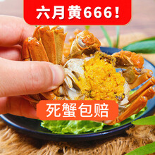 【活蟹】蟹滋煌  阳澄湖六月黄大闸蟹生鲜螃蟹1.8~2.2两 现货河蟹小螃蟹清水大闸蟹礼盒 六月黄1.8~2.2两 12只