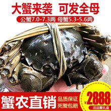 【活蟹】阳澄小斌大闸蟹 现货鲜活特大螃蟹 实物公蟹可全母蟹活蟹 海鲜水产生鲜礼盒装 公蟹7.0-7.3两母蟹5.3-5.6两 5对十只