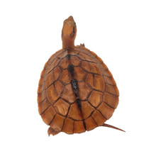 【活鲜】蟹爱  三线金钱闭壳乌龟宠物龟苗活体 10-18克（海南种三线大黄头苗） 一只  盒装