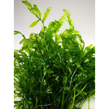 HKNA阴性水草 黑木蕨水下叶鱼缸水草缸造景中后景绑沉木新手好养易活 黑木蕨10片叶