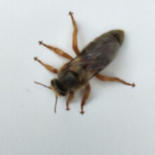 VAKADA 中蜂蜂王活体高产蜜红环产卵王双色王土蜂王本地阿坝蜜蜂王 双色王