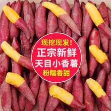 天目山小香薯临安农家现挖番薯粉糯香甜新鲜蔬菜甜薯红薯 5斤装金手指(无筋无丝)