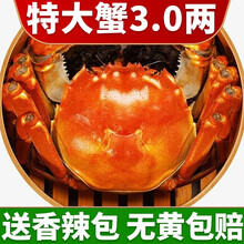 【活蟹】中阳湖大闸蟹鲜活 六月黄螃蟹 特大蟹鲜活海鲜  活物实体河蟹小螃蟹 六月黄（1.8-2.2两）8只