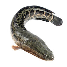 黑鱼乌鱼术后鲜活水产淡水鱼现捕现杀 腾旺纳跃 3斤一条装