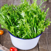 寿禾 绿叶苦菊菜种子生菜蔬菜种籽寿光四季苦苣阳台盆栽菜籽 清心苦菊种子10克/袋