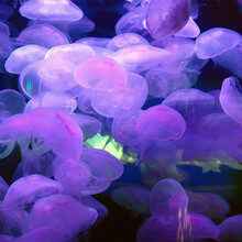 天弗海月赤月水母小动物活物小型小宠物活体水族海水养殖迷你桌面海蜇 3-4大海月数量100只以上