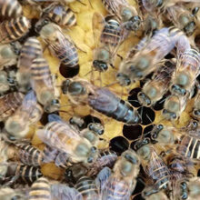 中锋蜂王 中蜂新产卵王新开产王蜂王种王阿坝王高产王产蜜王包活到手 高产新产卵王(不产包退)