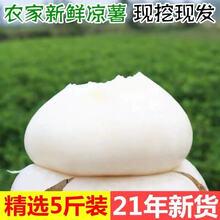新鲜凉薯时令土瓜1/9斤孕妇蔬菜豆薯农家红土白沙地瓜小番薯 5斤