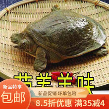 甲鱼外塘黄皮甲鱼活鲜活食用甲鱼放养甲鱼生态活体王八 欧登城娜 合计2斤
