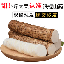 铁棍山药 糯米淮山药粉糯小白嘴加粗铁山药新鲜蔬菜河北 【一级】5斤垆土铁棍