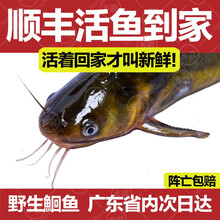 【死鱼包赔】鲜活黄骨鱼黄辣丁黄颡鱼生态河源万绿湖食用鲜活鱼昂公昂刺淡水鱼乡慕鱼活体 1斤 活鱼到家