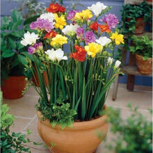 重瓣香雪兰种球室内阳台四季盆栽庭院植物进口姜花种根小苍兰种子  （15颗）种球混色