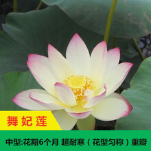 大型荷花种子池塘水养荷花四季莲藕室外盆栽莲花花籽观赏碗莲种籽 舞妃莲种子半斤