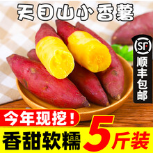 临安天目山小香薯5斤新鲜正宗板栗红薯小番薯10地瓜蜜小蕃薯地瓜 5斤 大果