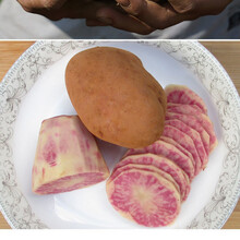 云南七彩土豆红皮红花心新鲜土豆老品种农家五花洋芋马铃薯 中果 带箱10斤