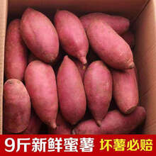现挖红薯黄心红心地瓜带箱10斤/5斤新鲜糯香板栗蜜薯烤红薯 红心密薯 【带箱5斤】大果