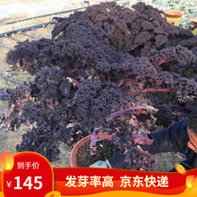 凤鸣雅世 食用羽衣甘蓝种子种籽苗孑四季蔬菜种子食用观赏紫色蔬菜种籽四季盆栽雨衣语衣羽叶甘兰种籽菜籽 京羽二号羽衣甘蓝种子5克4袋优惠价